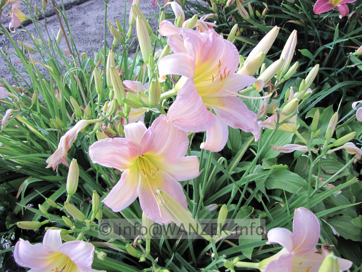 Hemerocallis Catherine Woodbury 1.JPG